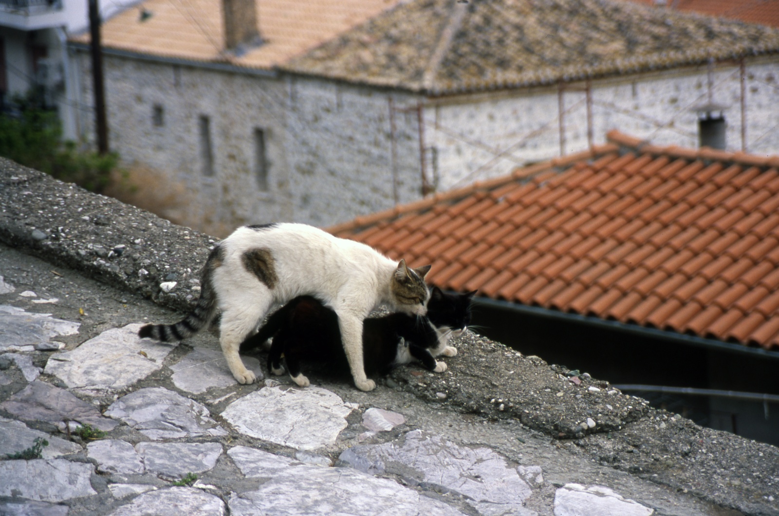 Nafpaktos. Don't move darling...